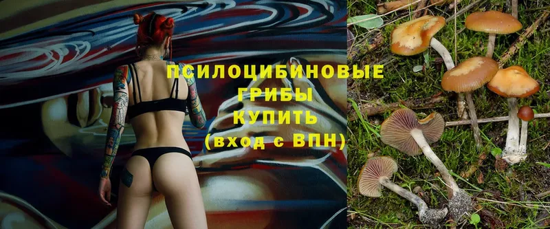 Псилоцибиновые грибы Psilocybe  Арск 